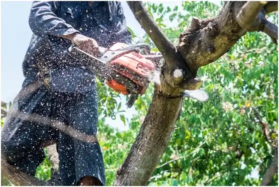 tree services East Stroudsburg